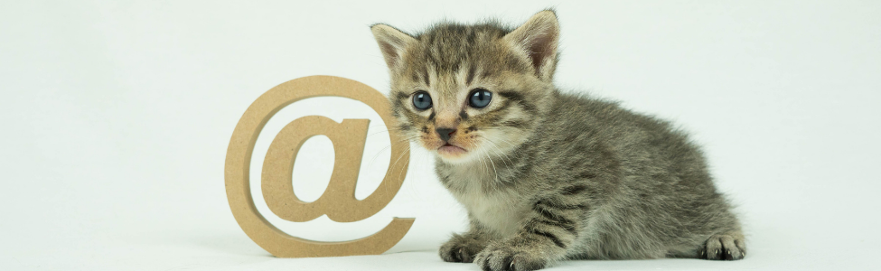 email marketing for pet rescues and shelters