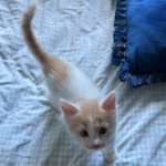 Caramilk Foster Kitten