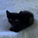 Sootie Foster Kitten