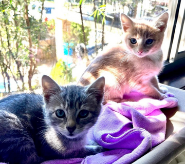Foster Kittens Gracie and Sunset-Nubbs