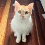 Shylo kitten to adopt Nambour sunshine coast