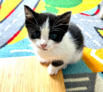 Domino foster kitten to adopt sunshine coast