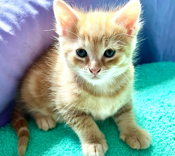 Jasper kitten to adopt