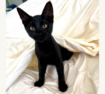 Midnight Kitten to adopt