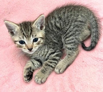 Milo kitten to adopt