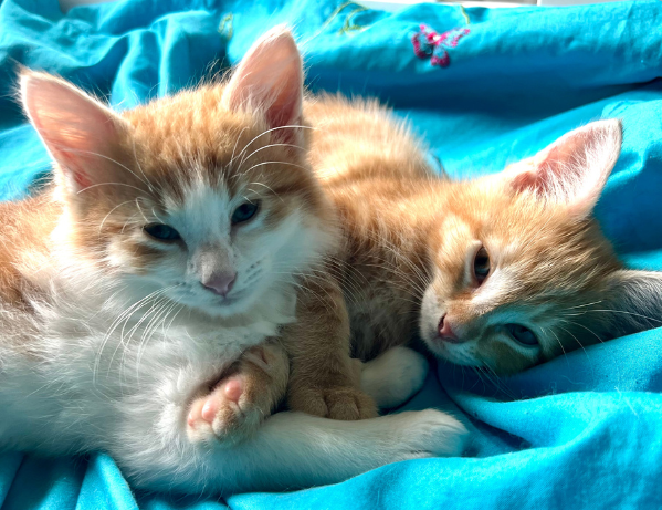 Rescue Foster kittens