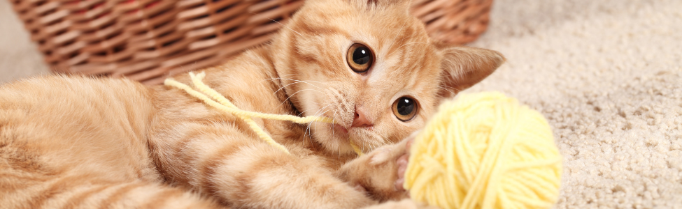 cat with a ball of string How pet businesses can use social media giveaways and competitions to boost marketing