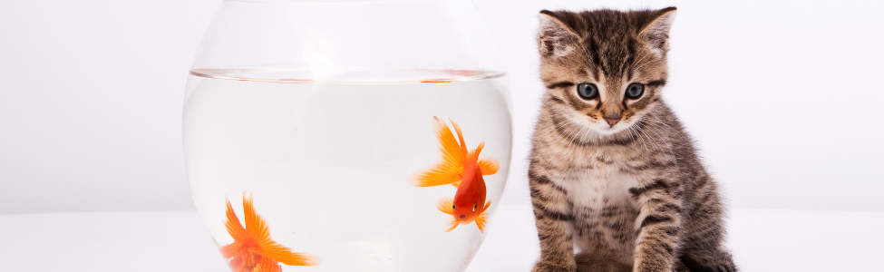 cat near a fish bowl How pet businesses can use social media giveaways and competitions to boost marketing