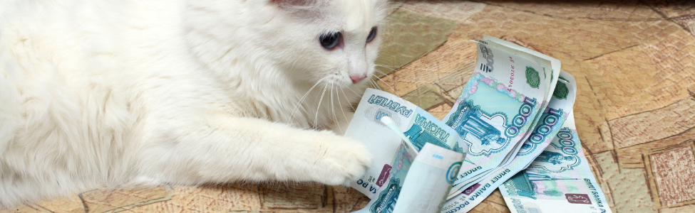 cat with money How to Host and Market a Pet Adoption Event