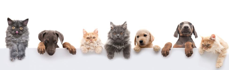 Pet Rescue Website Tips - Get More Adoptions