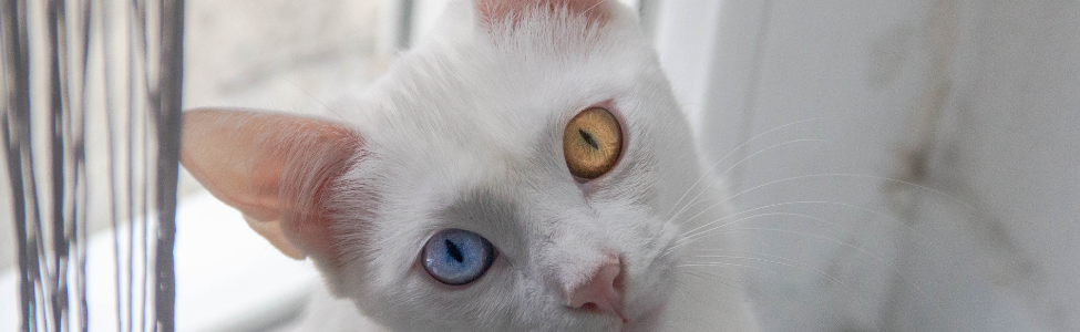 cat with different colour eyes