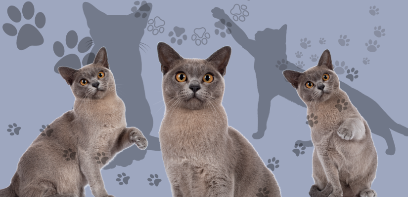 Pros and Cons of Burmese Cats