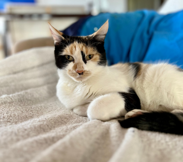 Mia Foster Cat to Adopt Sunshine Coast
