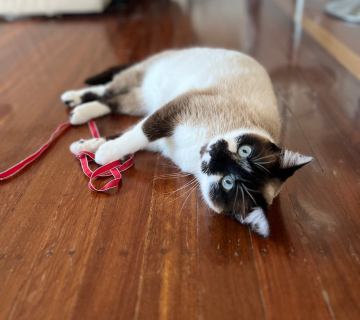 Samoran Foster Cat to Adopt Sunshine Coast