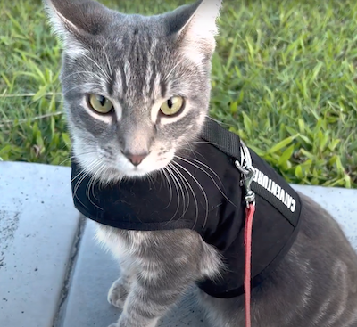Storm the cat learnt how to walk on a leash