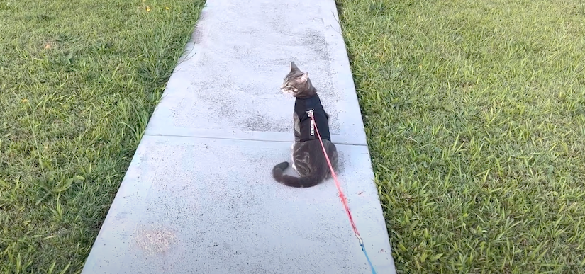 Storm the cat walking on a leash